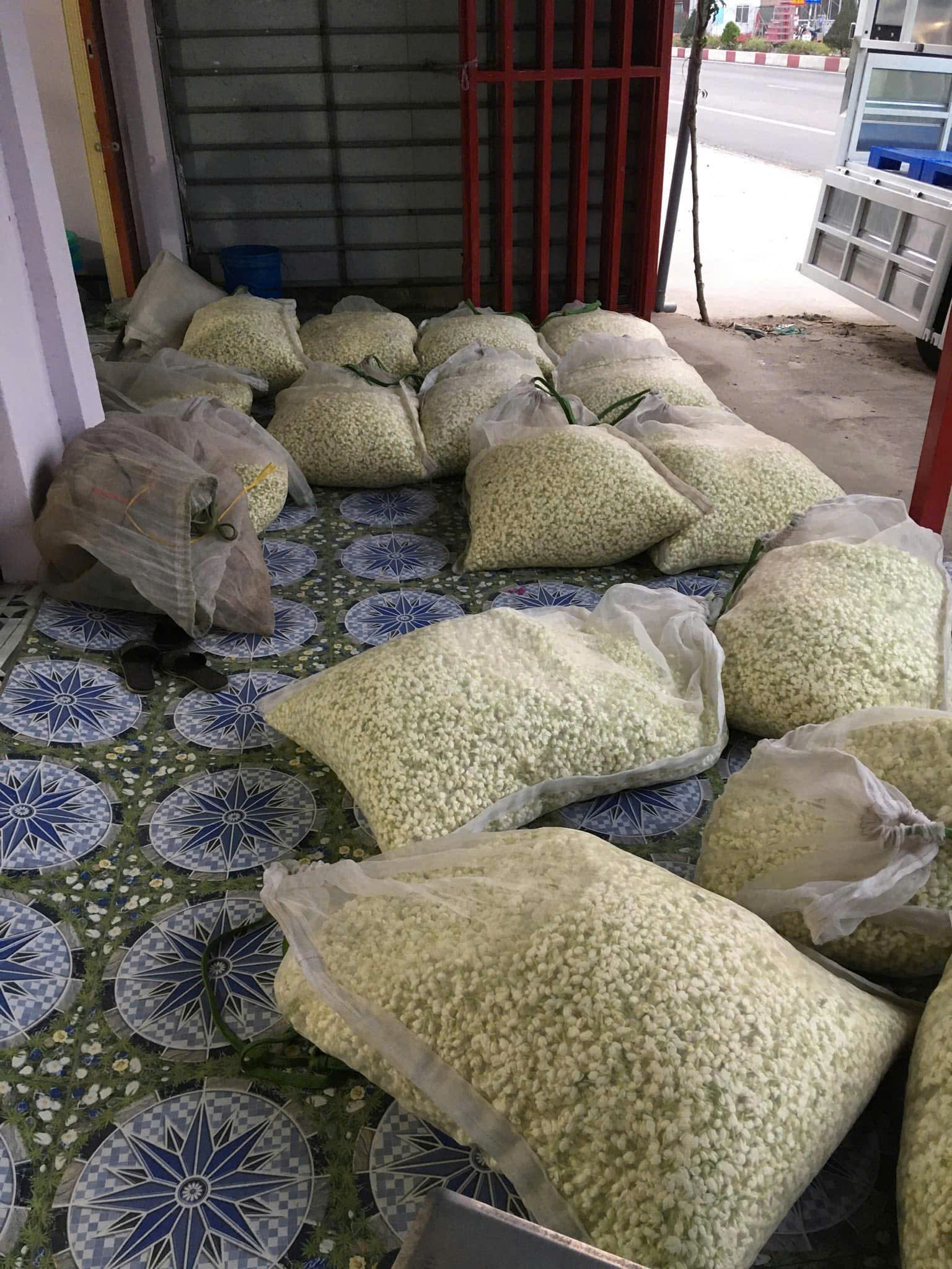 Hoa Lài 3