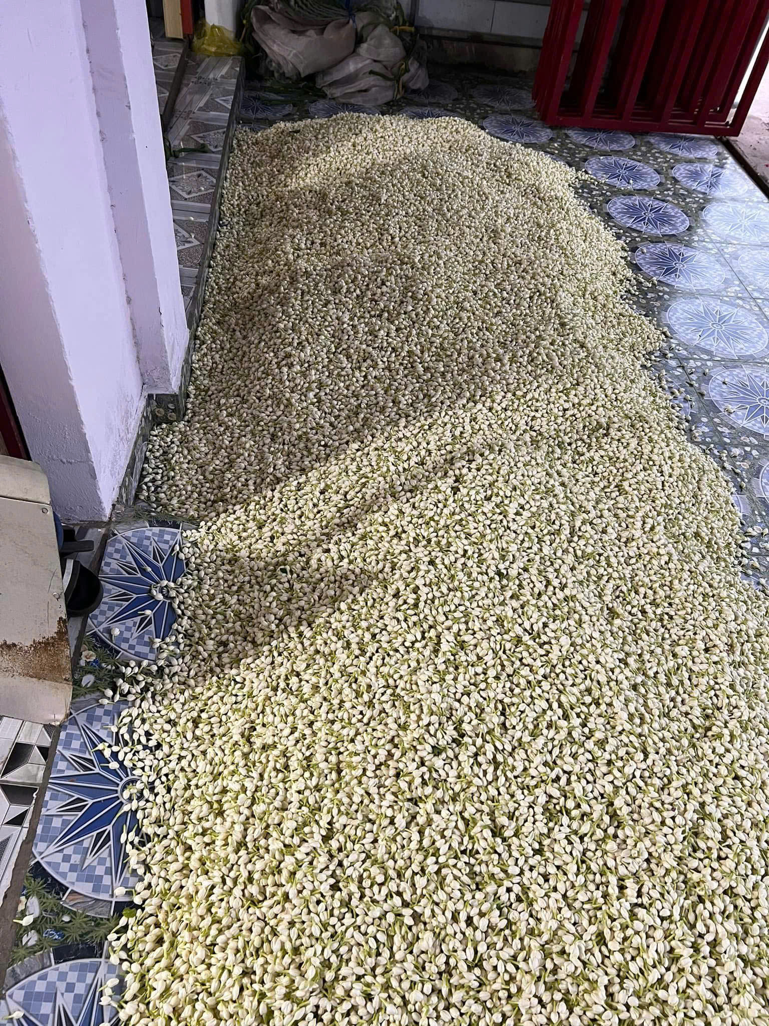 Trà hoa nhài có tác dụng gì? Những ai không nên uống trà hoa nhài?